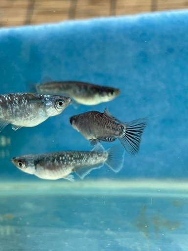 【極上個体】【めだか】ミッドナイトフリルラメ　親魚　1匹