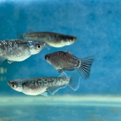 【極上個体】【めだか】ミッドナイトフリルラメ　親魚　1匹の画像