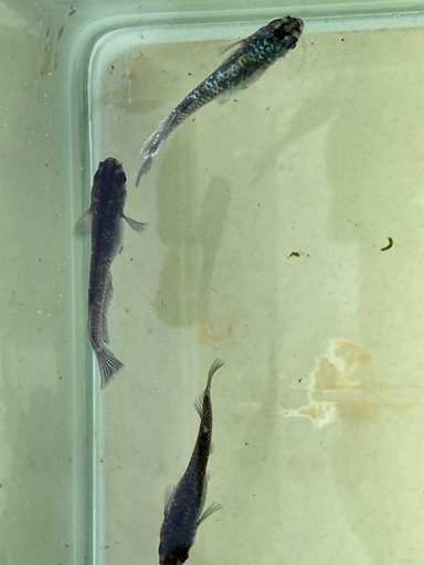 【極上個体】【めだか】ミッドナイトフリルラメ　親魚　1匹