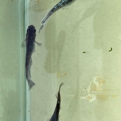 【極上個体】【めだか】ミッドナイトフリルラメ　親魚　1匹の画像