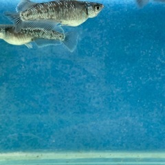 【極上個体】【めだか】ミッドナイトフリルラメ　親魚　1匹の画像