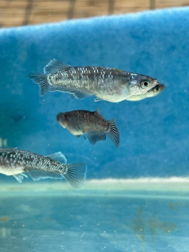 【極上個体】【めだか】ミッドナイトフリルラメ　親魚　1匹