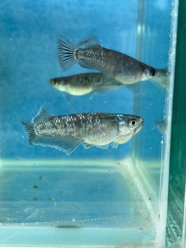 【極上個体】【めだか】ミッドナイトフリルラメ　親魚　1匹