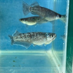 【極上個体】【めだか】ミッドナイトフリルラメ　親魚　1匹の画像