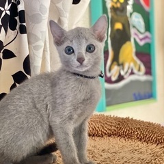 猫ちゃんのお世話 /  ペットケージと猫舎の清掃の画像