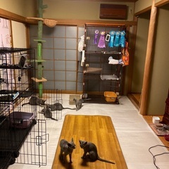 猫ちゃんのお世話 /  ペットケージと猫舎の清掃の画像