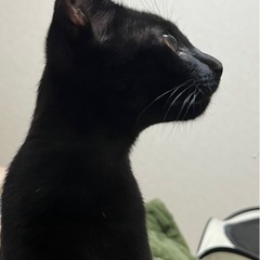 美しい黒猫の少年