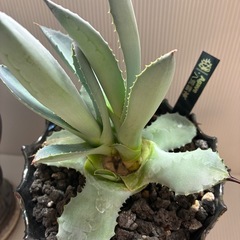 　アガベ　八荒雷神の画像