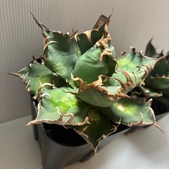 最終値下げ　シーザーとライズ黒火焔の画像