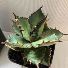 最終値下げ　シーザーとライズ黒火焔の画像