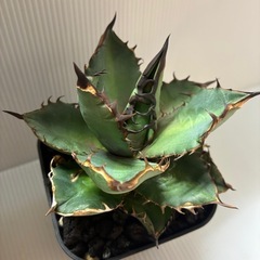 最終値下げ　シーザーとライズ黒火焔の画像