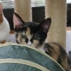 保護子猫の三毛猫ちゃん（メス） - 猫