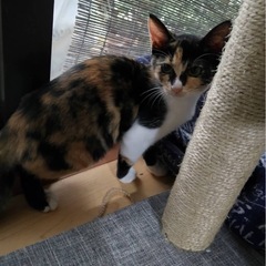 保護子猫の三毛猫ちゃん（メス）