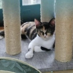 保護子猫の三毛猫ちゃん（メス） - 妙高市
