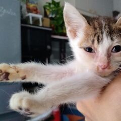 白キジの子猫