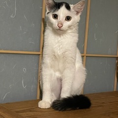 三兄妹　はちクン