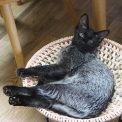 不思議な毛色のぼちぼち君 - 猫
