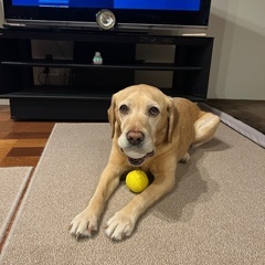 動物愛護の気持ちを持った方、ヴィーガンの方、お友達になりませんか？☺️