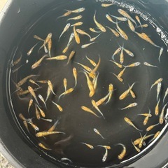 メダカ　BOM金の画像