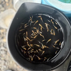 メダカ　BOM金の画像