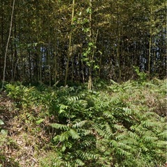 竹林です