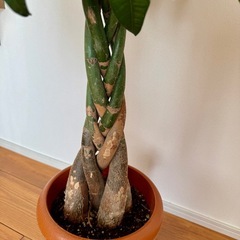 パキラ　本物の画像