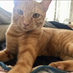 猫が好きな方へのお願いです