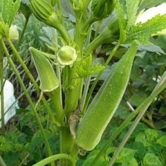 家庭菜園 超簡単 オクラの種 20粒の画像