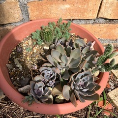 子持ちサボテン多肉植物の画像