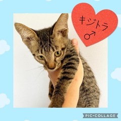 懐っこいキジトラ♂