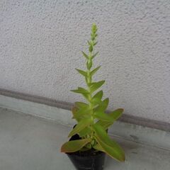 観葉植物　火祭り　ベンケイソウ科クラッスラ属の多肉植物の画像
