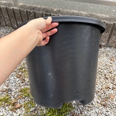 果樹用植木鉢　大きいサイズの画像