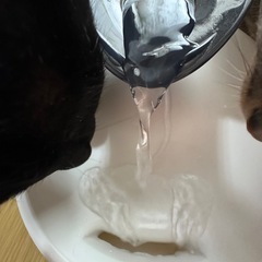 猫ちゃん用 給水器の画像