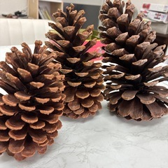 松ぼっくり３個の画像