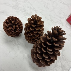 松ぼっくり３個の画像