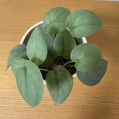 スキンダプサス　観葉植物の画像