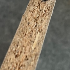 【無料】板 リメイク ネジなどついてますの画像