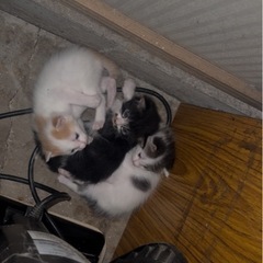 事前募集　生後1ヶ月の可愛い仔猫🐈🐈‍⬛🐈
