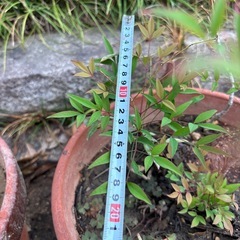 成長度いろいろ　南天🌱一本　100円の画像