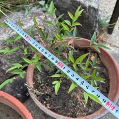 成長度いろいろ　南天🌱一本　100円の画像