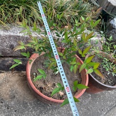 成長度いろいろ　南天🌱一本　100円の画像