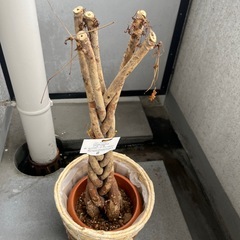 パキラアクアチカ(受け渡し決まりました)の画像