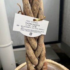 パキラアクアチカ(受け渡し決まりました)の画像