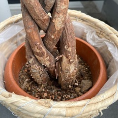 パキラアクアチカ(受け渡し決まりました)の画像