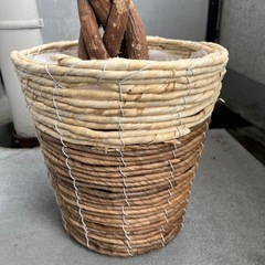 パキラアクアチカ(受け渡し決まりました)の画像