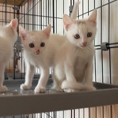 人が大好きな甘えん坊でかわいい　白猫の男の子