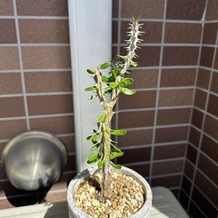 アローディアプロセラ　植物　の画像