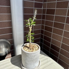 アローディアプロセラ　植物　の画像