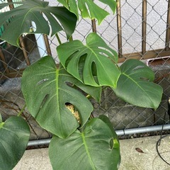 モンステラ　の画像