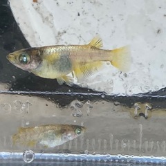 金閣メダカ(幼魚)-4匹の画像